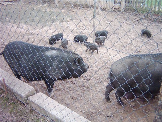 T�i �un�ci jdou...