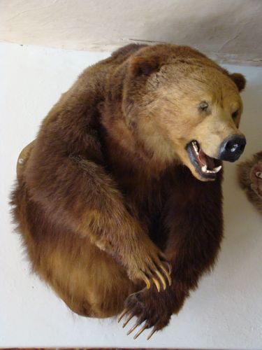 15 - Vojt�chov - interi�r osv�ovny - grizly