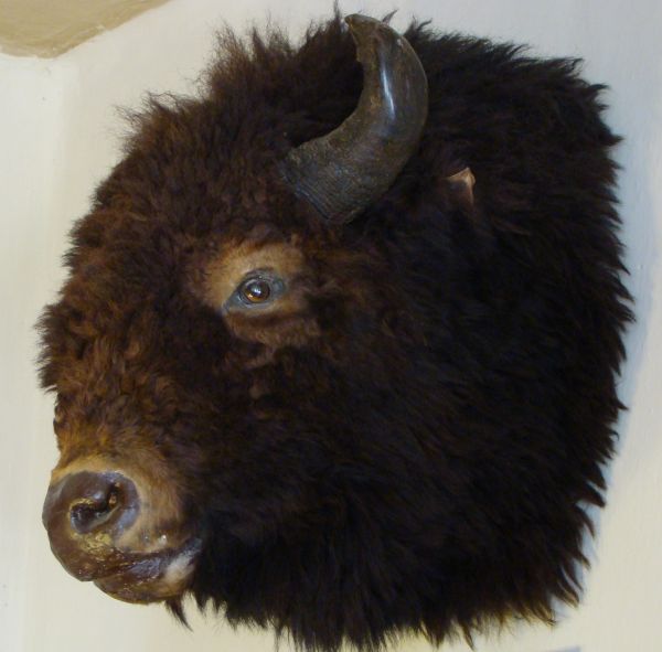 16 - Vojt�chov - interi�r osv�ovny - bizon