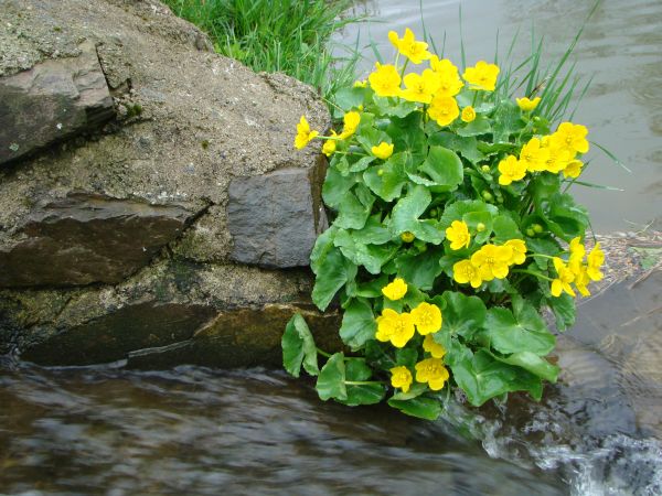 Fl�ra – blatouch