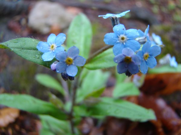 Fl�ra – modr� kv�tek